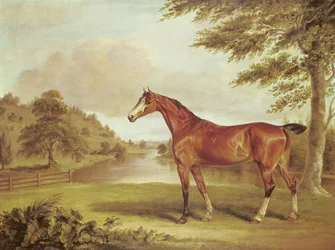 Bay Hunter in a Wooded Landscape with River